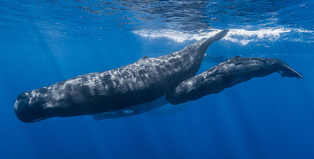 A pod of sperm whales